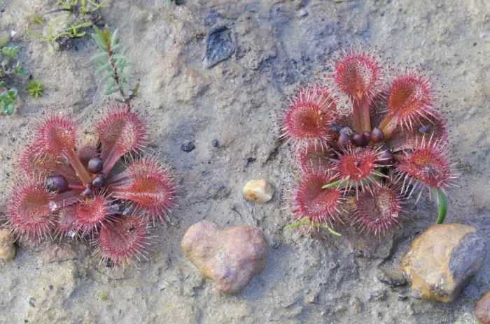 Framed Print : Rosy sundew (Drosera hamiltonii), Kangaroo Island, Australia Framed Print : Rosy sundew (Drosera hamiltonii), Kangaroo Island, Australia