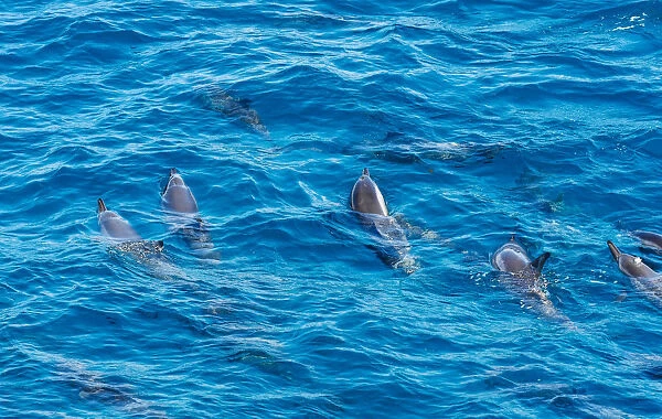 Rotating Dolphins