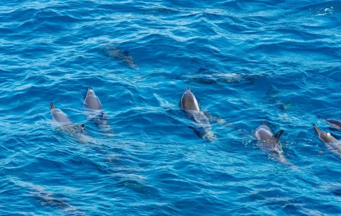 Framed Print : Rotating Dolphins Framed Print : Rotating Dolphins