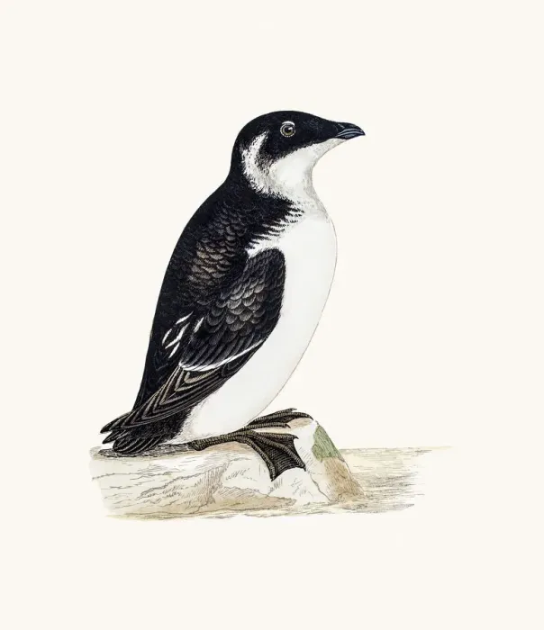 Framed Print : Rotche or Alle alle bird Framed Print : Rotche or Alle alle bird