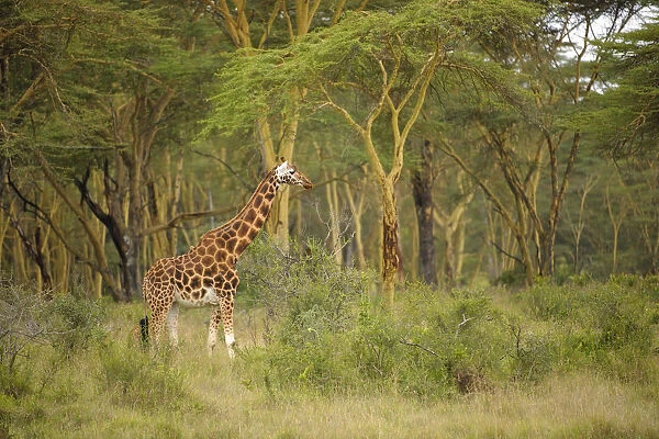 Rothschild Giraffe (Giraffa camelopardalis rothschildi) standing in the Golden Forest of Acacia Fever trees in Lake Nakuru National Park, Kenya