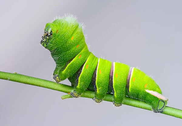 Rothschildia lebeau inca a Rothschilds silkmoth caterpillar