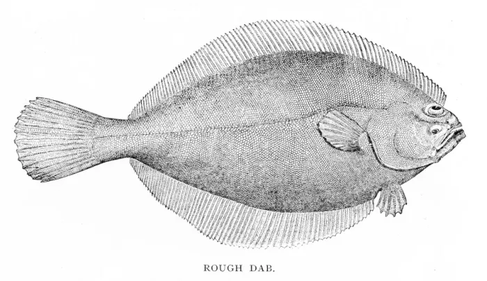 Framed Print : Rough dab fish engraving 1898 Framed Print : Rough dab fish engraving 1898