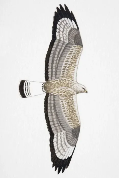 Framed Print : Rough-legged Buzzard (Buteo lagopus), Rough-legged Hawk North America, adult Framed Print : Rough-legged Buzzard (Buteo lagopus), Rough-legged Hawk North America, adult