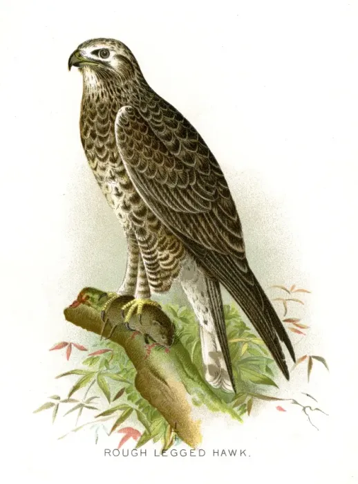 Framed Print : Rough legged hawk lithograph 1897 Framed Print : Rough legged hawk lithograph 1897