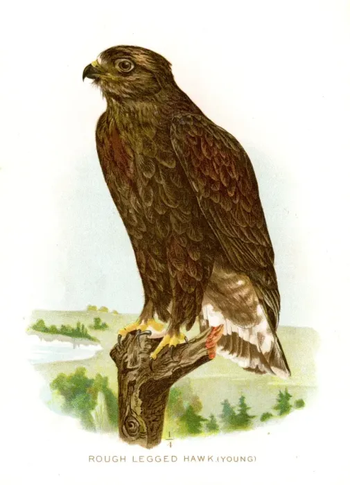 Framed Print : Rough legged hawk lithograph 1897 Framed Print : Rough legged hawk lithograph 1897
