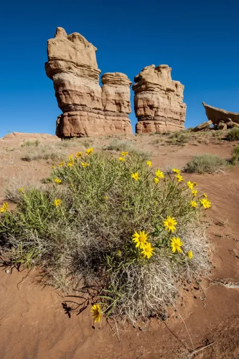 Framed Print : Rough mules ears (Wyethia scabra) wild flowers, Capitol Reef National Park, Utah, USA Framed Print : Rough mules ears (Wyethia scabra) wild flowers, Capitol Reef National Park, Utah, USA