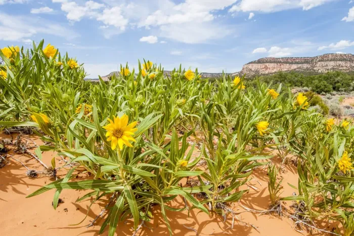 Framed Print : Rough mules ears (Wyethia scabra) wild flowers, Coral Pink Sand Dunes State Park, Kanab, Utah, USA Framed Print : Rough mules ears (Wyethia scabra) wild flowers, Coral Pink Sand Dunes State Park, Kanab, Utah, USA