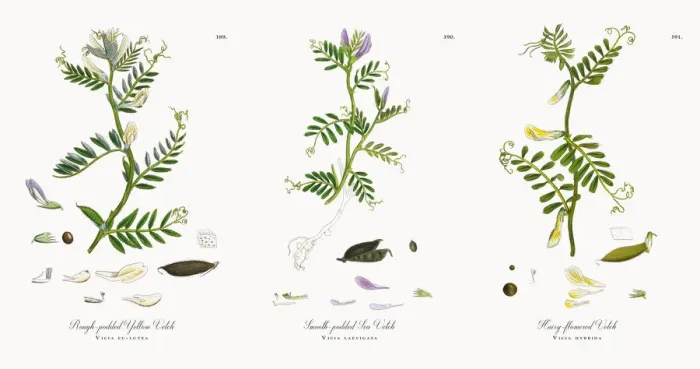 Framed Print : Rough-podded Yellow Vetch, Vicia eu-lutea, Victorian Botanical Illustration, 1863 Framed Print : Rough-podded Yellow Vetch, Vicia eu-lutea, Victorian Botanical Illustration, 1863