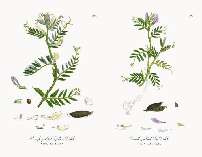Framed Print : Rough-podded Yellow Vetch, Vicia eu-lutea, Victorian Botanical Illustration, 1863 Framed Print : Rough-podded Yellow Vetch, Vicia eu-lutea, Victorian Botanical Illustration, 1863