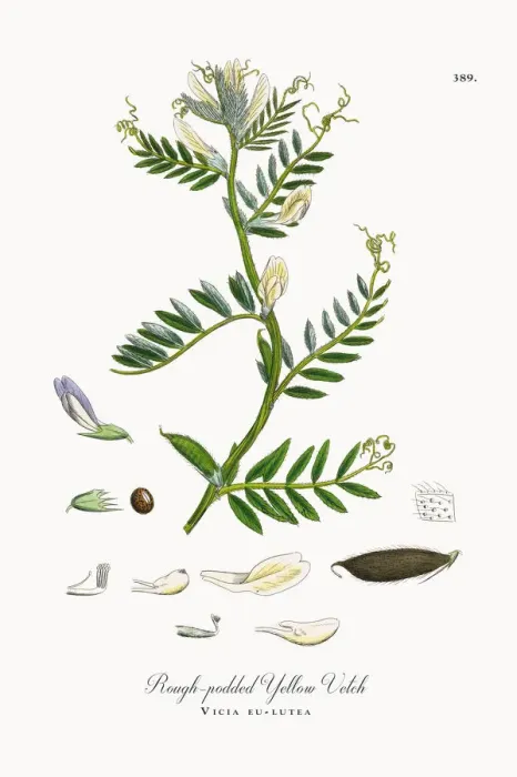 Framed Print : Rough-podded Yellow Vetch, Vicia eu-lutea, Victorian Botanical Illustration, 1863 Framed Print : Rough-podded Yellow Vetch, Vicia eu-lutea, Victorian Botanical Illustration, 1863