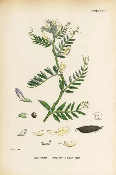 Framed Print : Rough-podded Yellow Vetch, Vicia eu-lutea, Victorian Botanical Illustration, 1863 Framed Print : Rough-podded Yellow Vetch, Vicia eu-lutea, Victorian Botanical Illustration, 1863
