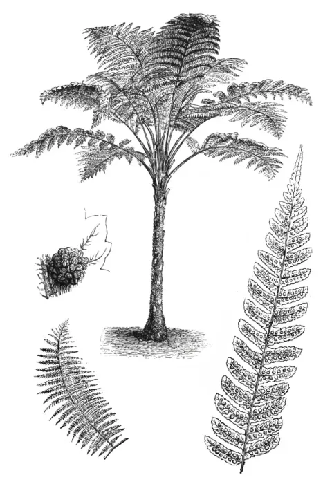 Framed Print : Rough Tree Fern (Cyathea australis) Framed Print : Rough Tree Fern (Cyathea australis)