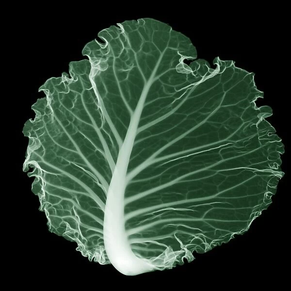 Round cabbage leaf, X-ray