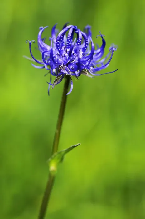 Framed Print : Round-headed Rampion or Pride of Sussex -Phyteuma orbiculare-, Ramsau bei Berchtesgaden, Berchtesgadener Land District, Upper Bavaria, Bavaria, Germany Framed Print : Round-headed Rampion or Pride of Sussex -Phyteuma orbiculare-, Ramsau bei Berchtesgaden, Berchtesgadener Land District, Upper Bavaria, Bavaria, Germany