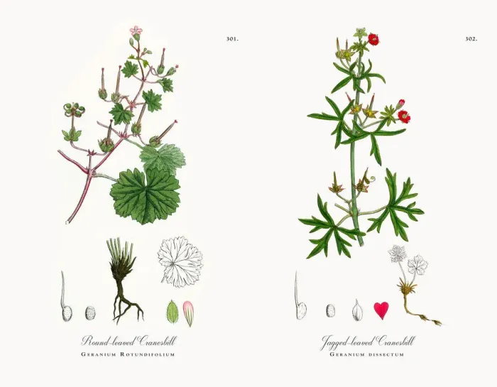 Framed Print : Round-leaved Cranesbill, Geranium Rotundifolium, Victorian Botanical Illustration, 1863 Framed Print : Round-leaved Cranesbill, Geranium Rotundifolium, Victorian Botanical Illustration, 1863
