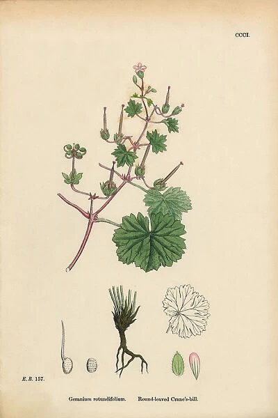 Round-leaved Cranesbill, Geranium Rotundifolium, Victorian Botanical Illustration, 1863