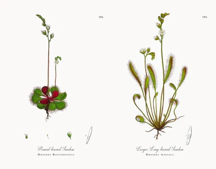 Framed Print : Round-leaved Sundew, Drosera Rotundifolia, Victorian Botanical Illustration, 1863 Framed Print : Round-leaved Sundew, Drosera Rotundifolia, Victorian Botanical Illustration, 1863
