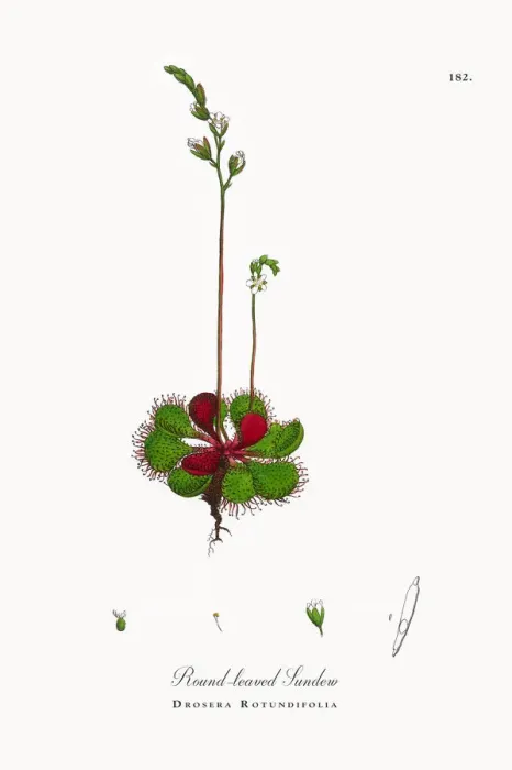 Framed Print : Round-leaved Sundew, Drosera Rotundifolia, Victorian Botanical Illustration, 1863 Framed Print : Round-leaved Sundew, Drosera Rotundifolia, Victorian Botanical Illustration, 1863