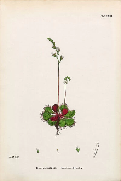 Round-leaved Sundew, Drosera Rotundifolia, Victorian Botanical Illustration, 1863