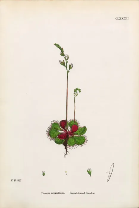 Framed Print : Round-leaved Sundew, Drosera Rotundifolia, Victorian Botanical Illustration, 1863