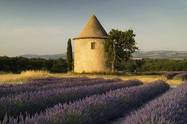 Round tower, lavender, Sault in Provence, France