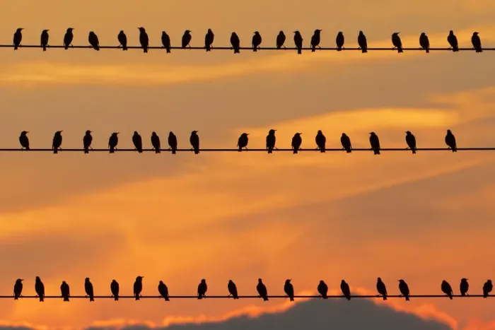 Framed Print : row of birds
