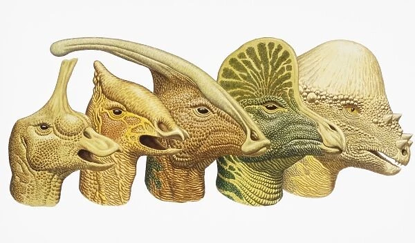 Row of five dinosaur heads