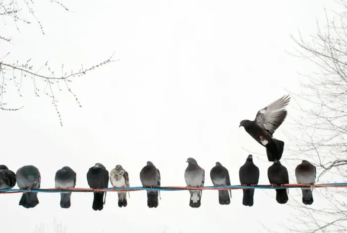 Framed Print : Row of pigeons on wire Framed Print : Row of pigeons on wire