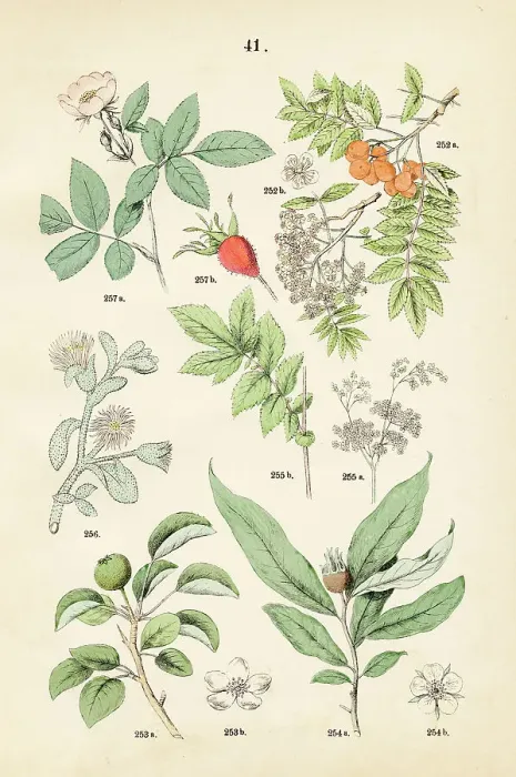 Framed Print : Rowan, pear, medlar, meadowsweet, ice plant, downy-rose - Botanical illustration 1883 Framed Print : Rowan, pear, medlar, meadowsweet, ice plant, downy-rose - Botanical illustration 1883
