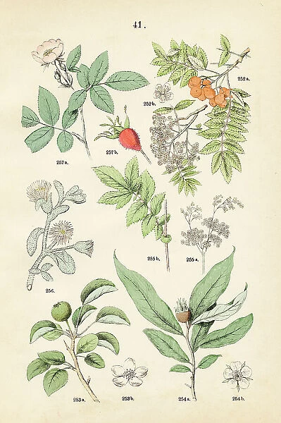 Rowan, pear, medlar, meadowsweet, ice plant, downy-rose - Botanical illustration 1883
