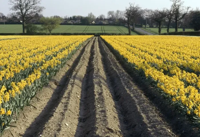 Framed Print : Rows of Bright Yellow Daffodils - Commercial Crop Framed Print : Rows of Bright Yellow Daffodils - Commercial Crop