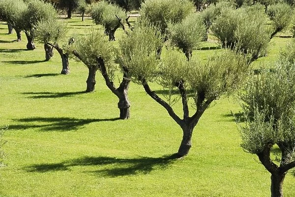 Rows Of Olive Trees And Their Shadows