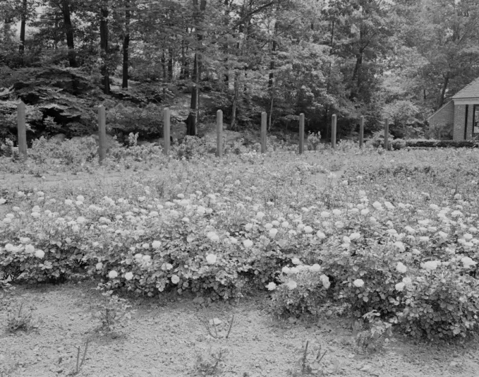 Framed Print : Rows of roses in garden