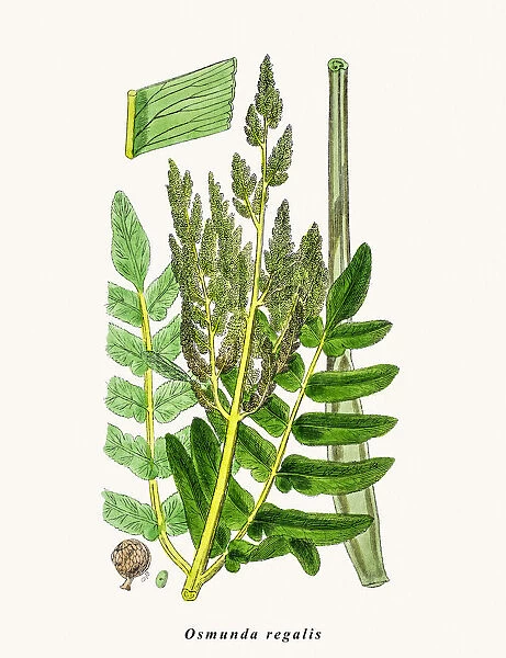 Royal fern plant