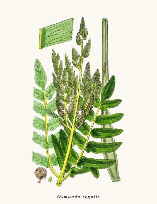 Framed Print : Royal fern plant Framed Print : Royal fern plant