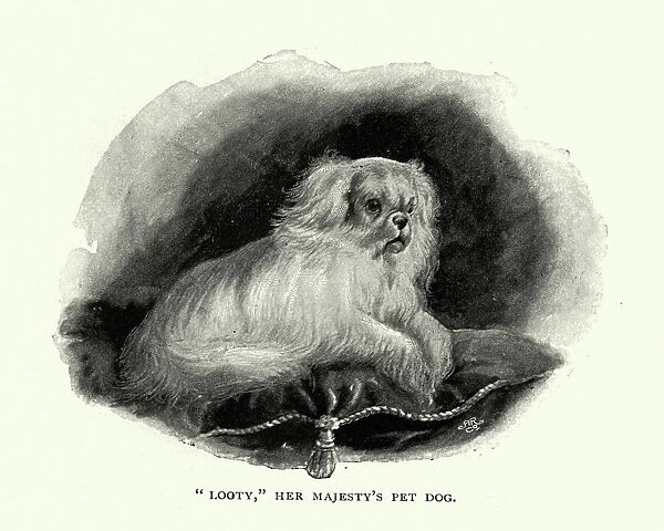 Royal Pets, Looty pet dog of Queen Victoria