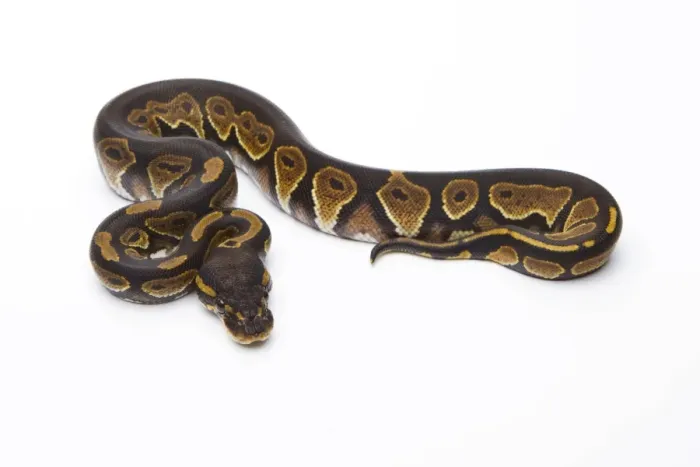 Framed Print : Royal Python -Python regius-, Black Head, female, Markus Theimer reptile breeding, Austria Framed Print : Royal Python -Python regius-, Black Head, female, Markus Theimer reptile breeding, Austria
