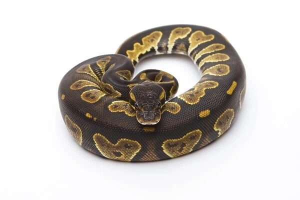 Royal Python -Python regius-, Black Head, female, Markus Theimer reptile breeding, Austria