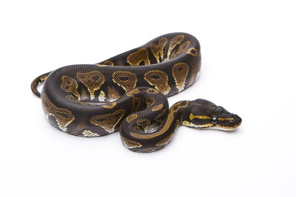 Royal Python -Python regius-, Black Head, male, Markus Theimer reptile breeding, Austria