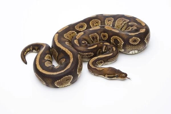 Royal Python -Python regius-, Fefe, male, Markus Theimer reptile breeding, Austria