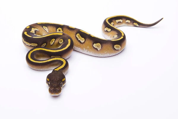 Royal Python -Python regius-, Mojave Black Head, female, Markus Theimer reptile breeding, Austria