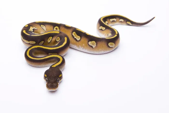 Framed Print : Royal Python -Python regius-, Mojave Black Head, female, Markus Theimer reptile breeding, Austria