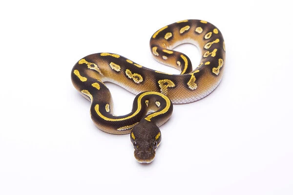 Royal Python -Python regius-, Mojave Black Head, male, Markus Theimer reptile breeding, Austria