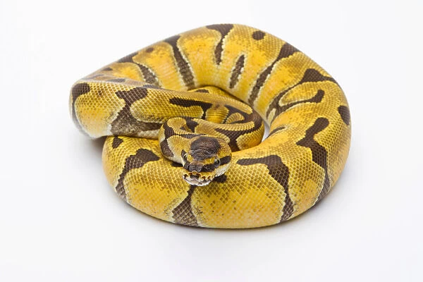 Royal Python -Python regius-, Super Enchi, female, Markus Theimer reptile breeding, Austria