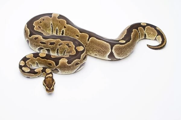 Royal Python -Python regius-, Super Razor, female, Markus Theimer reptile breeding, Austria