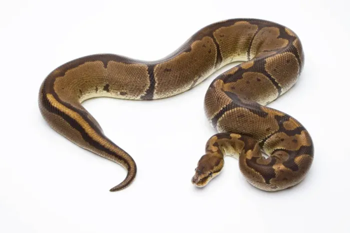Framed Print : Royal Python -Python regius-, Super Venom, female, Markus Theimer reptile breeding, Austria Framed Print : Royal Python -Python regius-, Super Venom, female, Markus Theimer reptile breeding, Austria