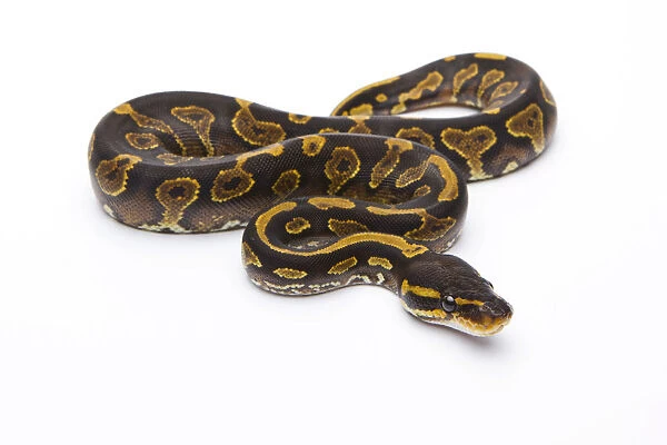 Royal Python -Python regius-, Yellow Belly Black Head, female, Markus Theimer reptile breeding, Austria
