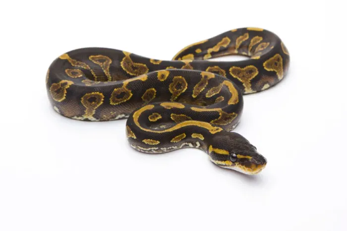 Framed Print : Royal Python -Python regius-, Yellow Belly Black Head, female, Markus Theimer reptile breeding, Austria Framed Print : Royal Python -Python regius-, Yellow Belly Black Head, female, Markus Theimer reptile breeding, Austria