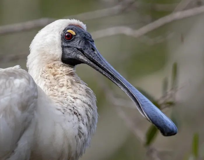 Framed Print : Royal Spoonbill Bird Framed Print : Royal Spoonbill Bird